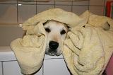 SECHAGE - GOLDEN RETRIEVER 013
